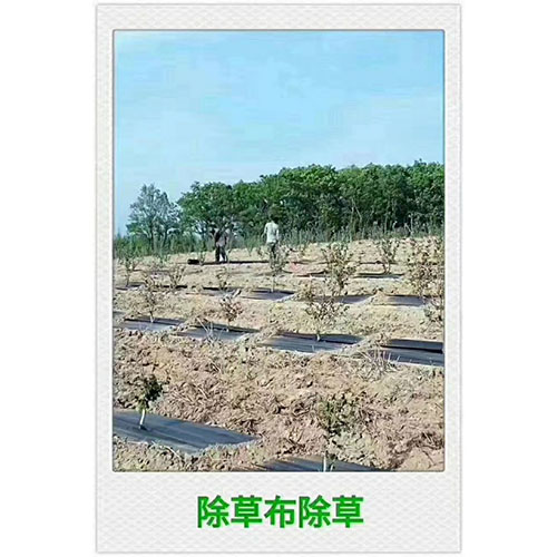 防草布8